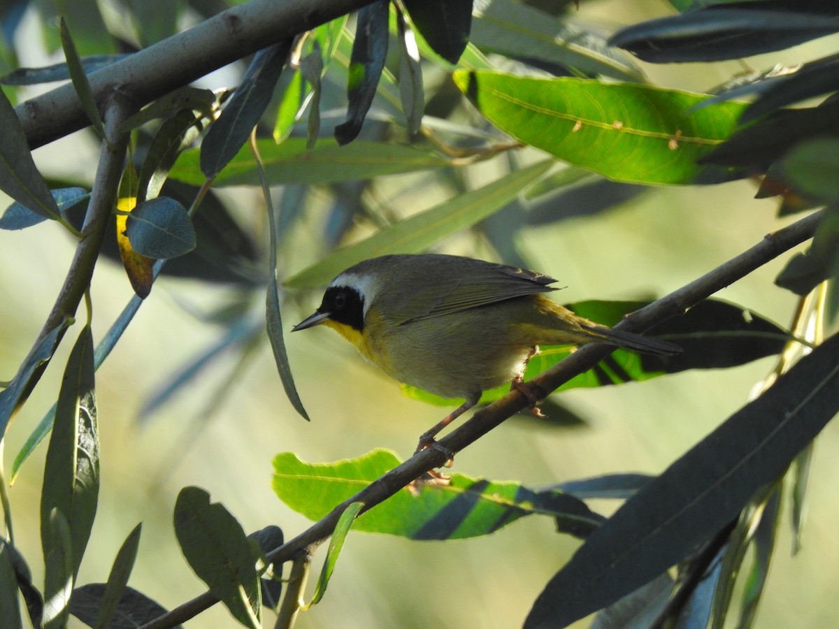 Common Yellowthroat - ML646016040