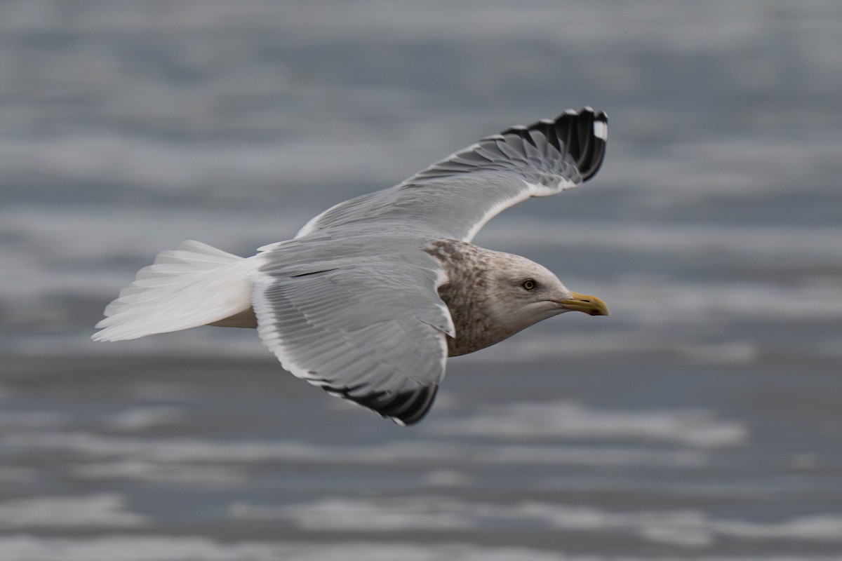 American Herring Gull - ML646016041