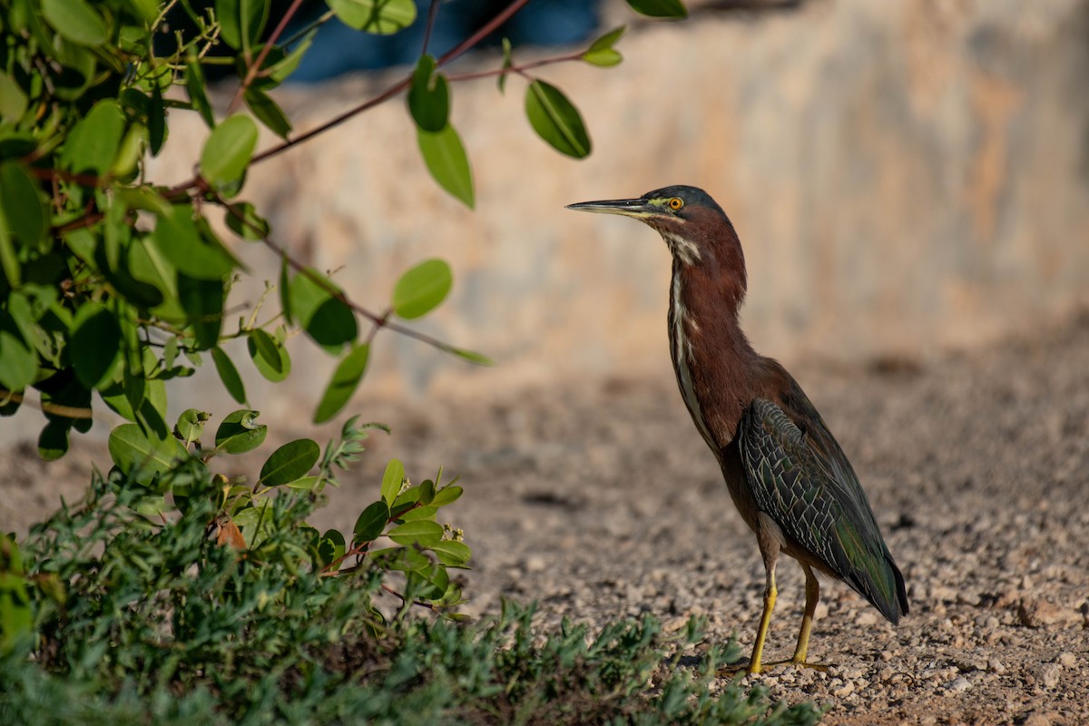 volavka zelenavá - ML646016051