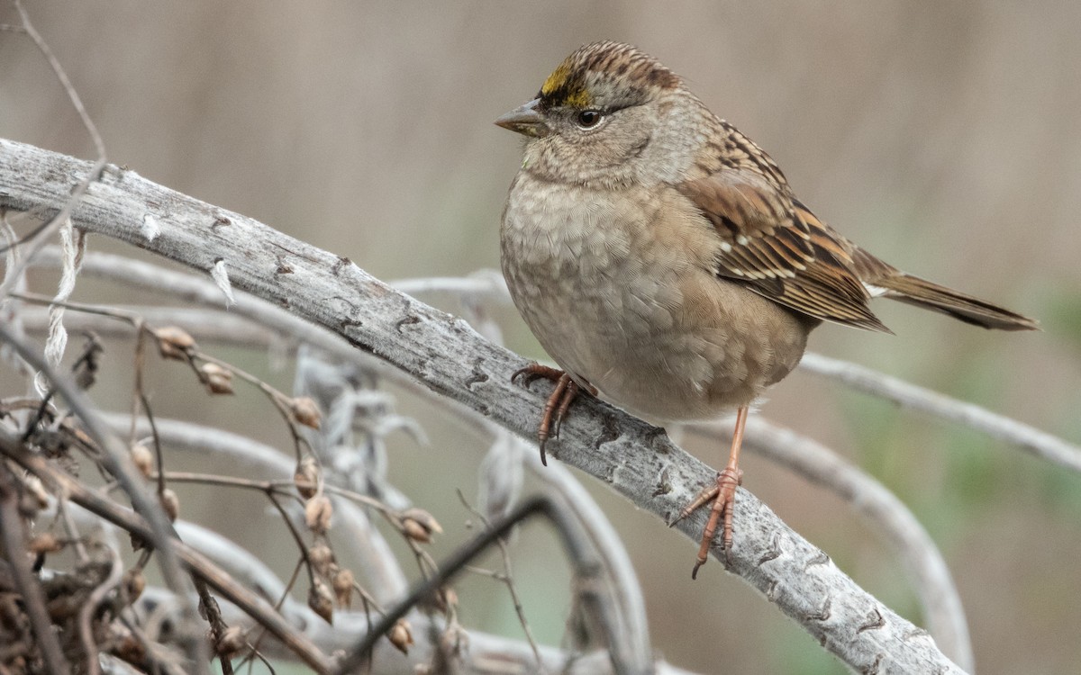 Golden-crowned Sparrow - ML646016055
