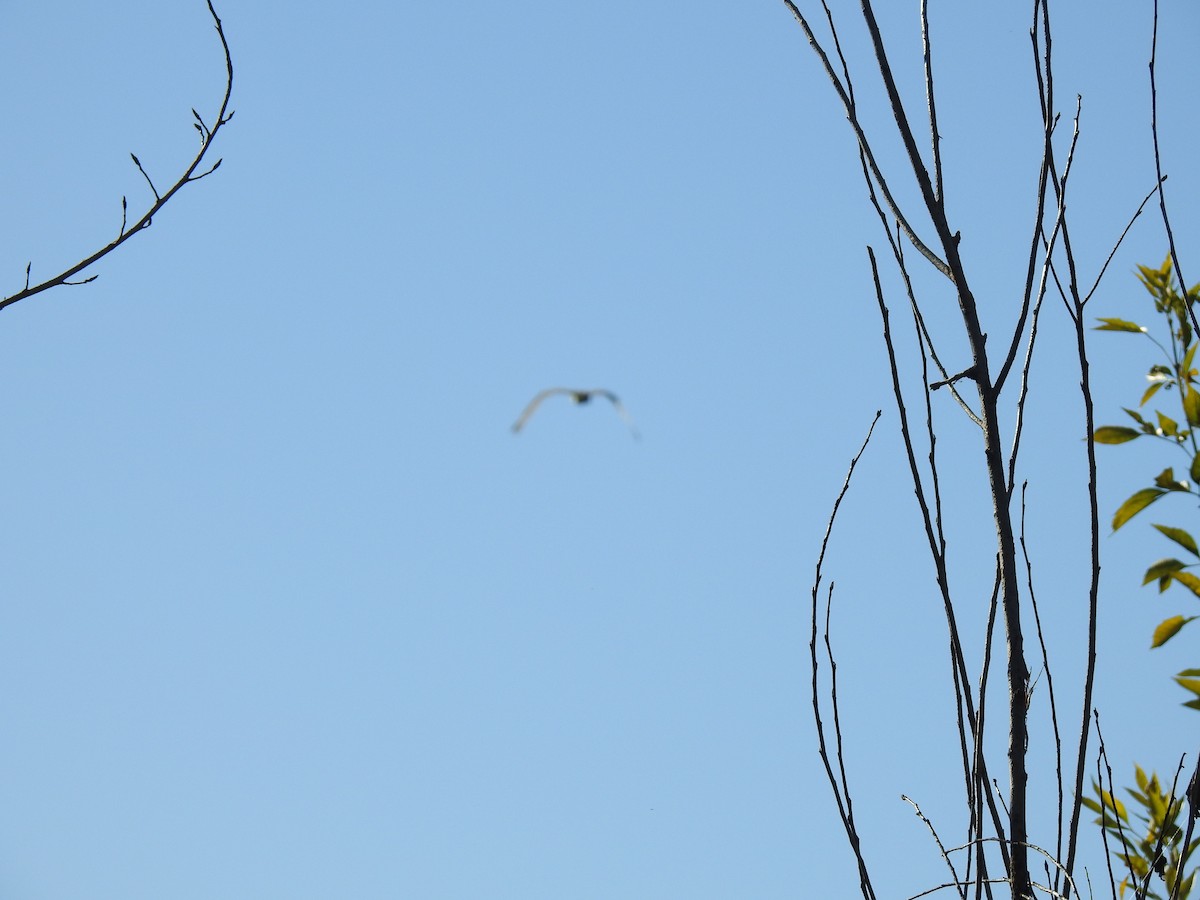 Osprey - ML646016057