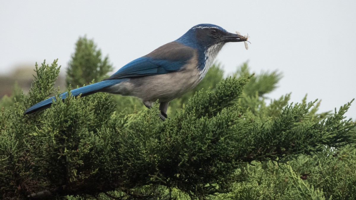 California Scrub-Jay - ML646016058