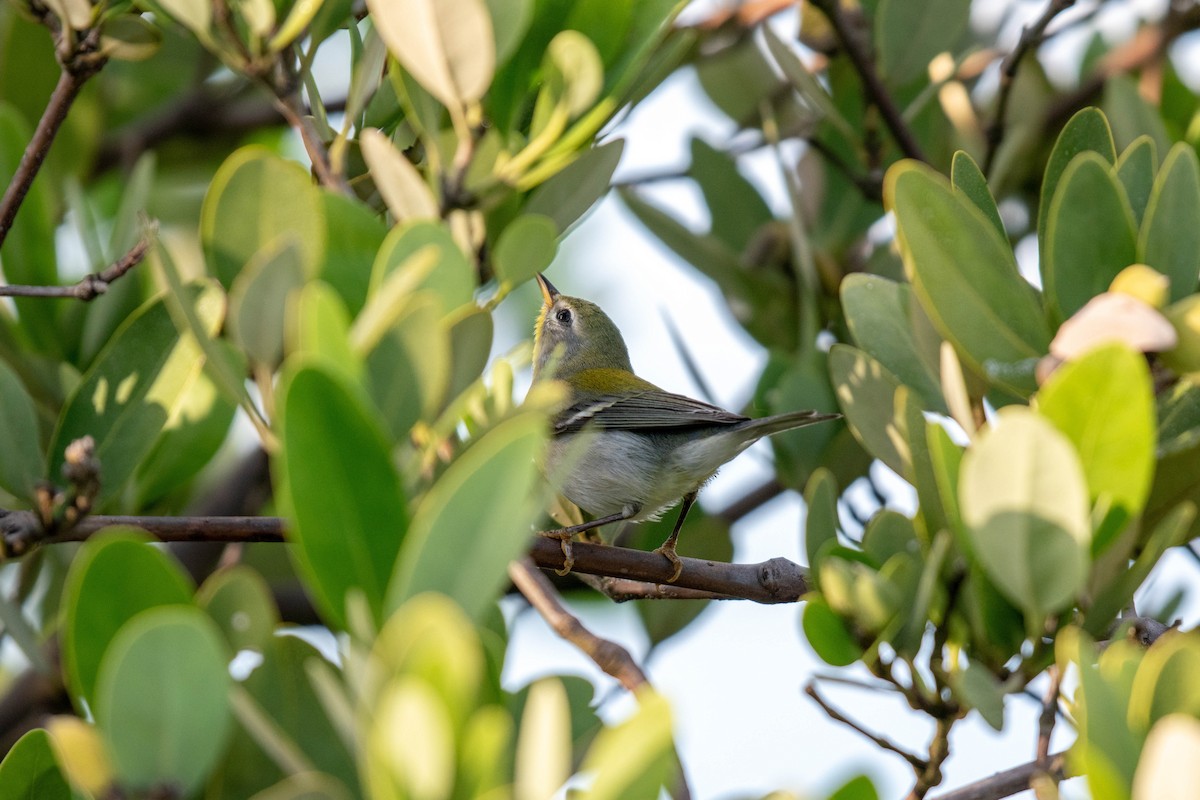 Northern Parula - ML646016059