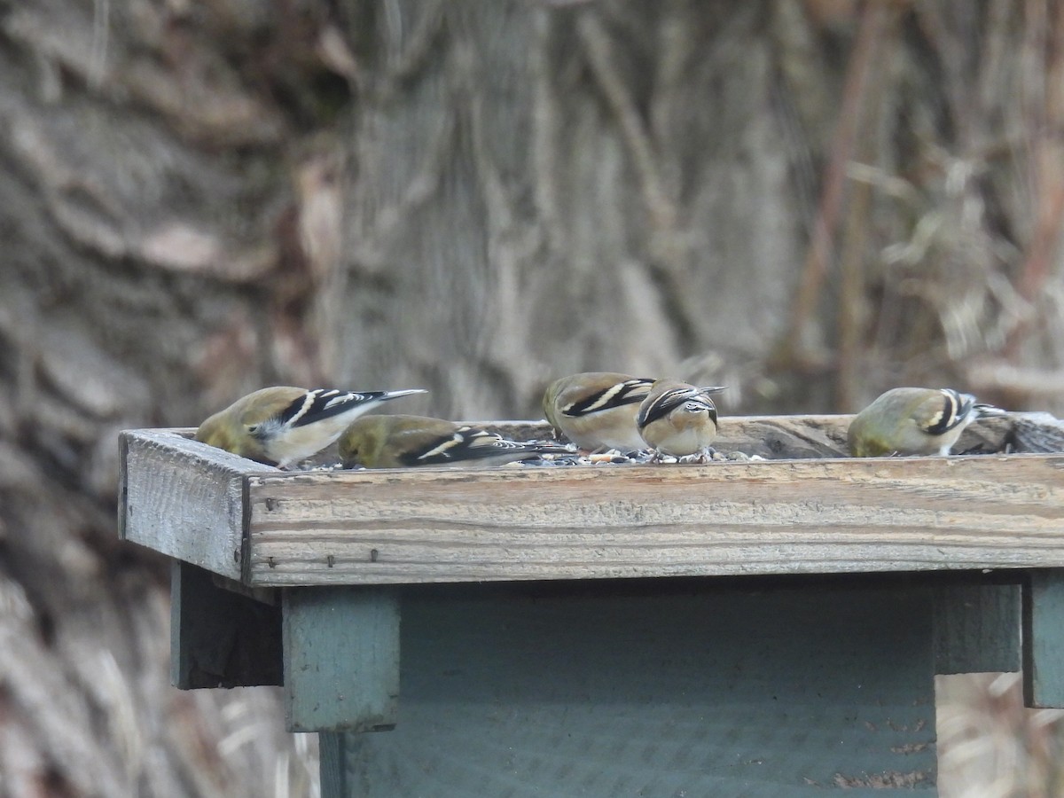 Altın İskete - ML646016060