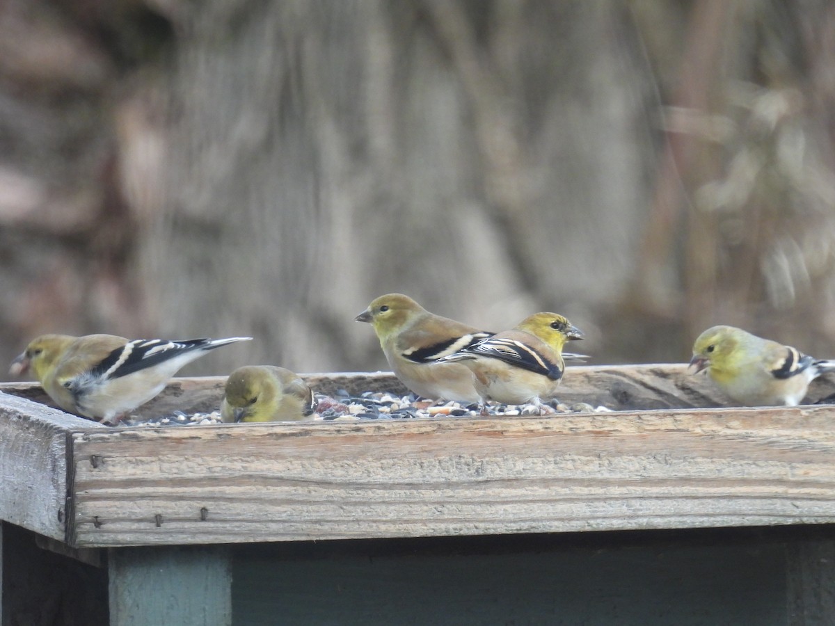 Altın İskete - ML646016061