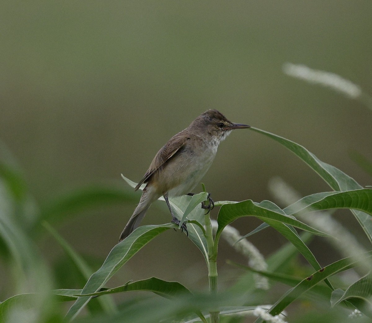Australian Reed Warbler - ML646016062
