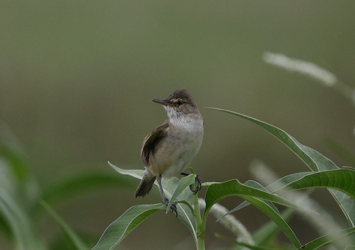 Australian Reed Warbler - ML646016063