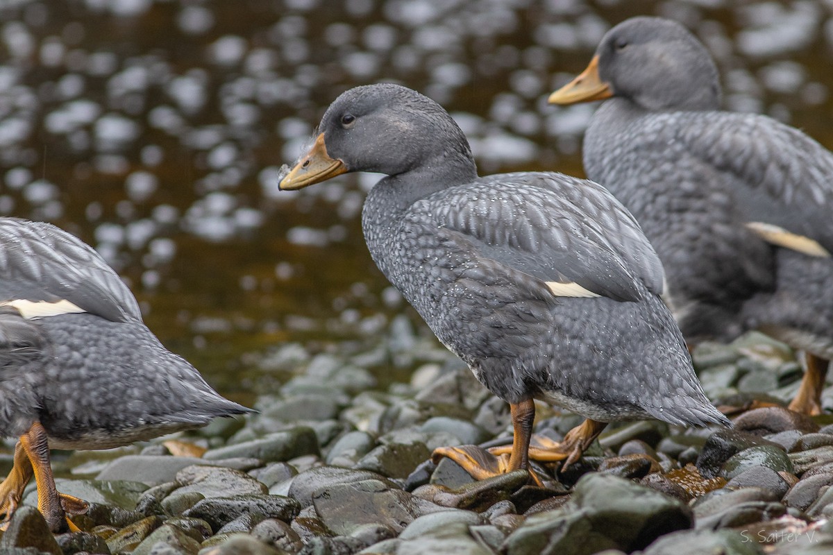 オオフナガモ - ML646016070