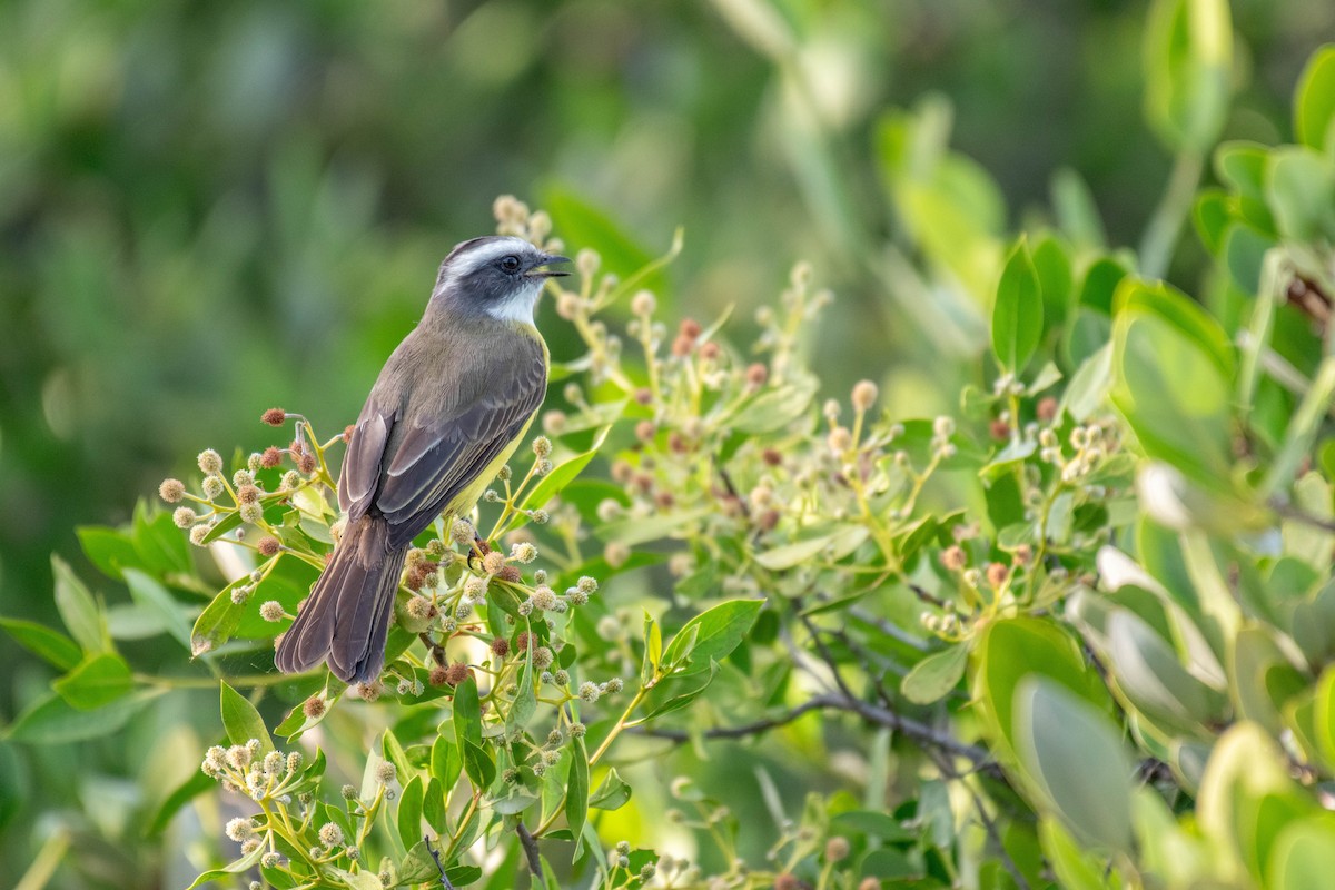 Social Flycatcher - ML646016073