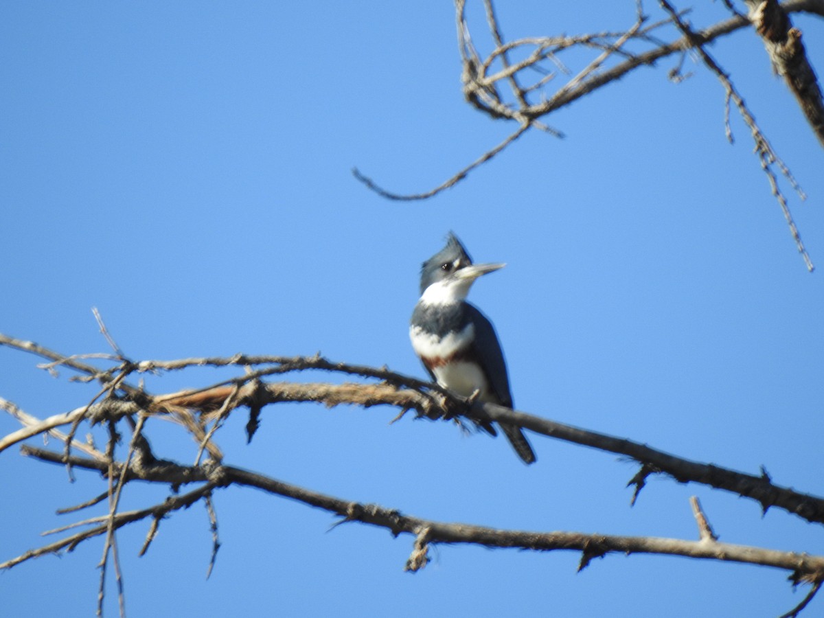 Belted Kingfisher - ML646016074