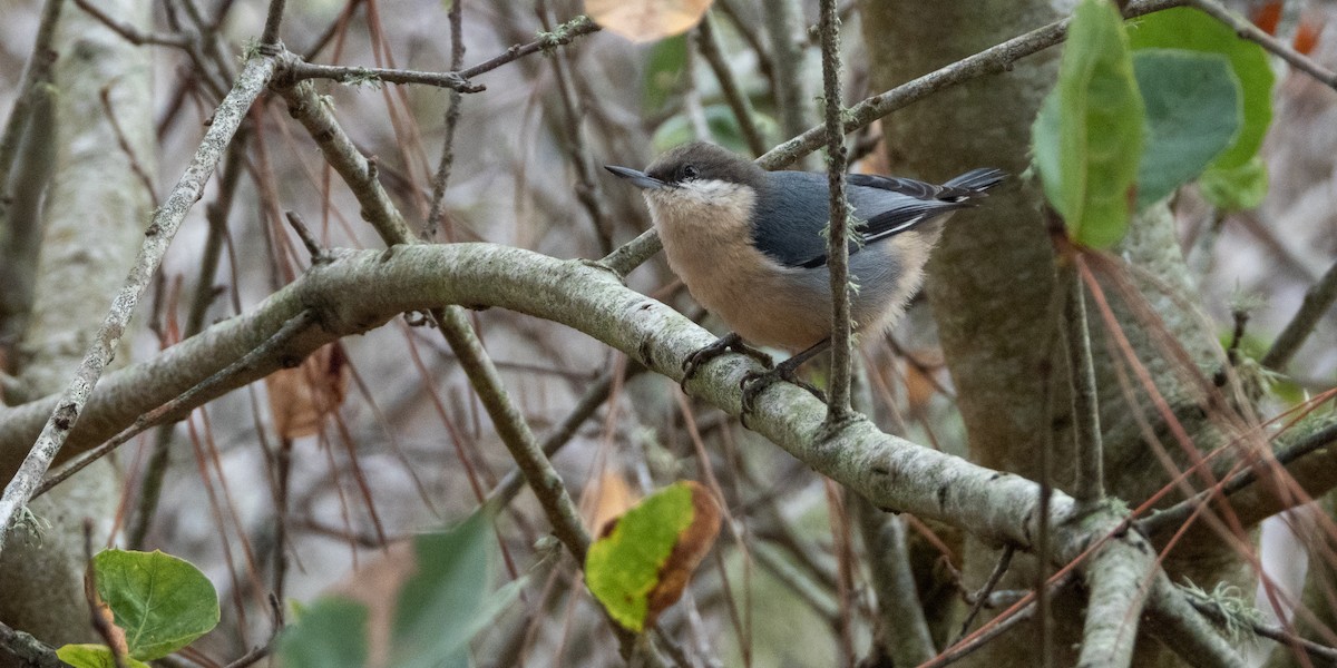 Pygmy Nuthatch - ML646016076