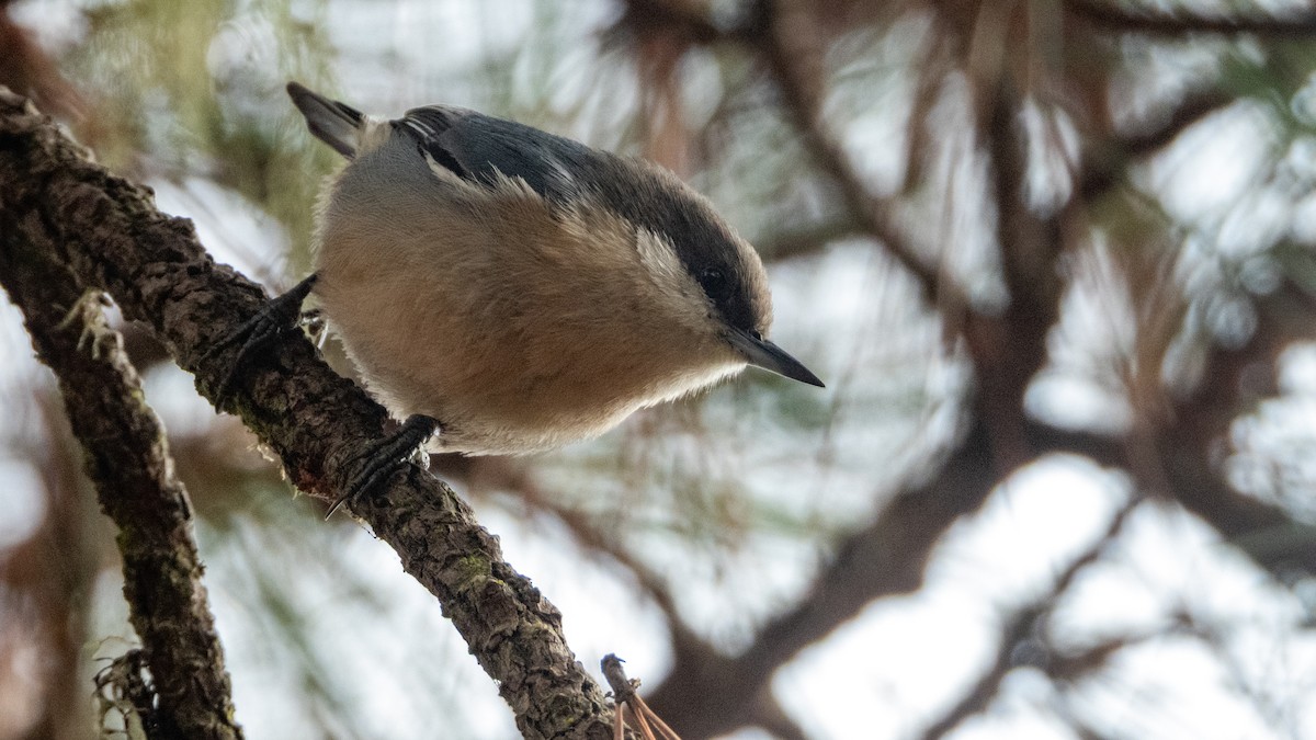 Pygmy Nuthatch - ML646016083