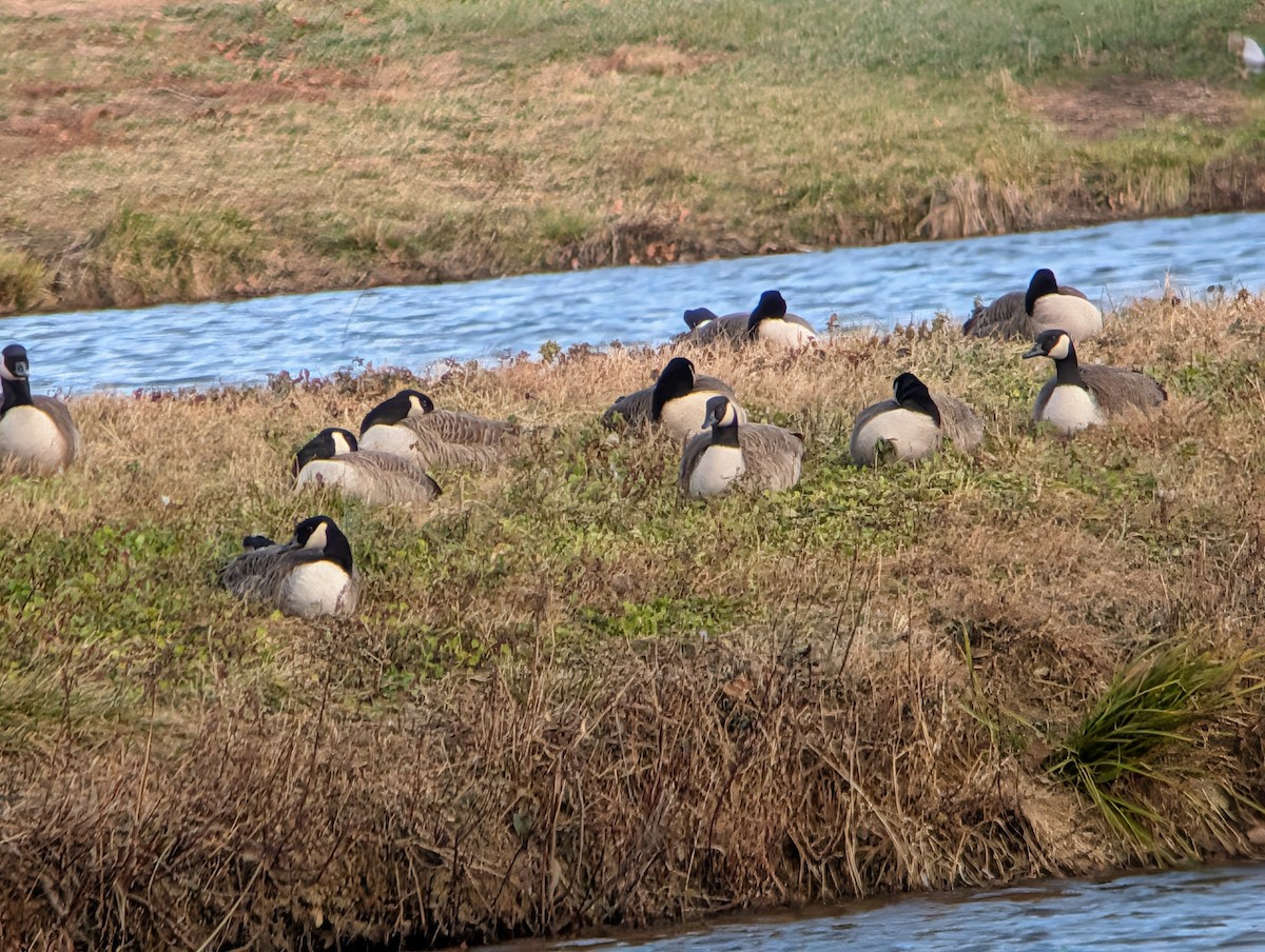 Canada Goose - ML646016087