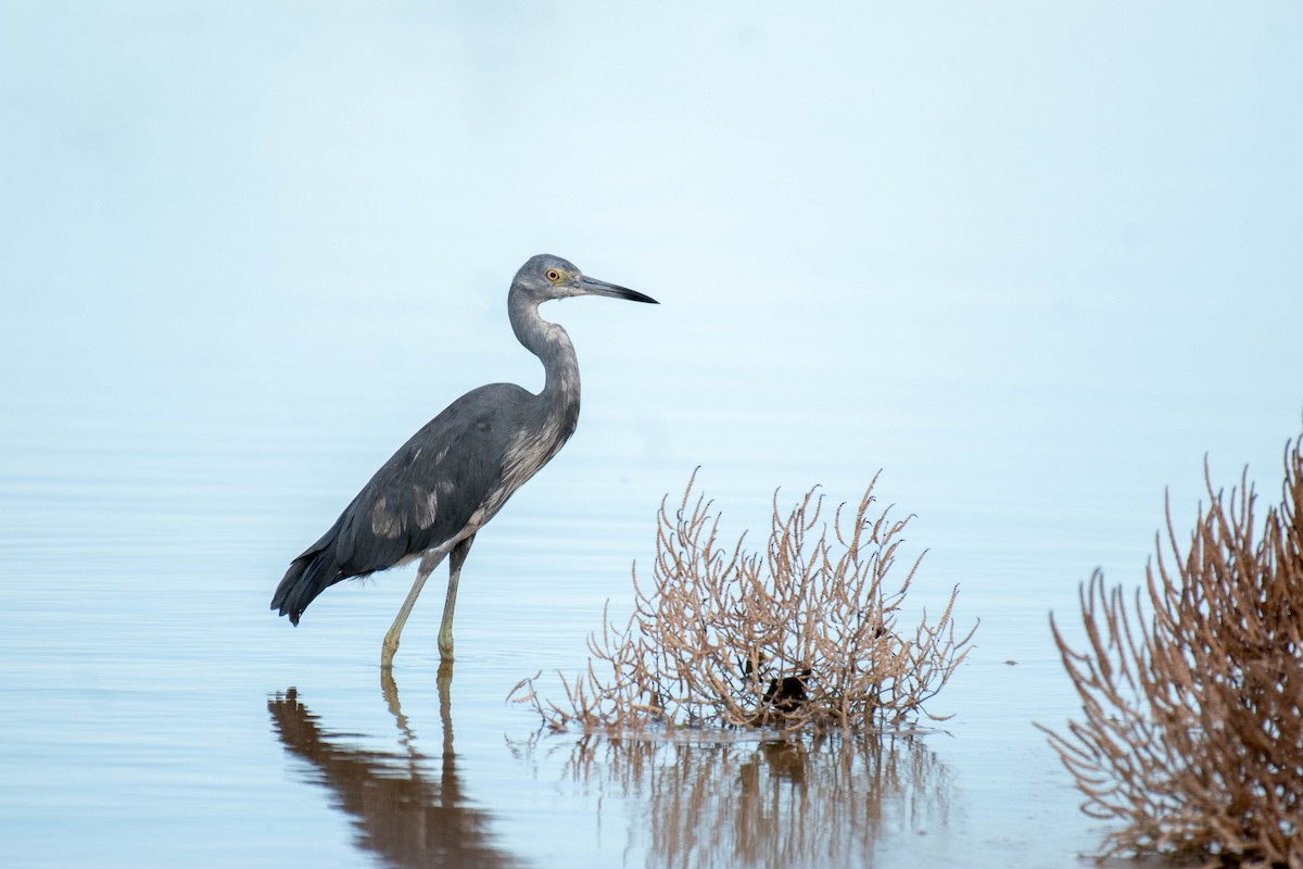 volavka modrošedá - ML646016090