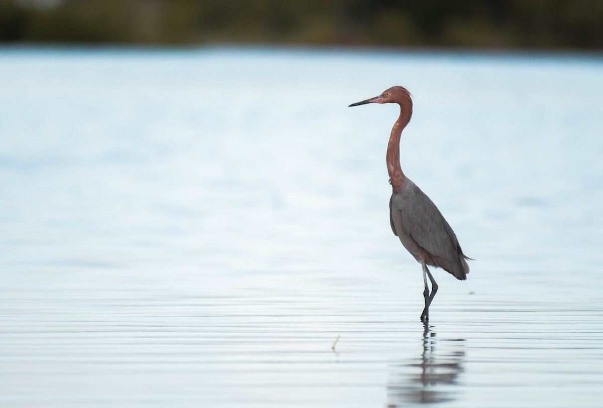 volavka červenavá - ML646016100