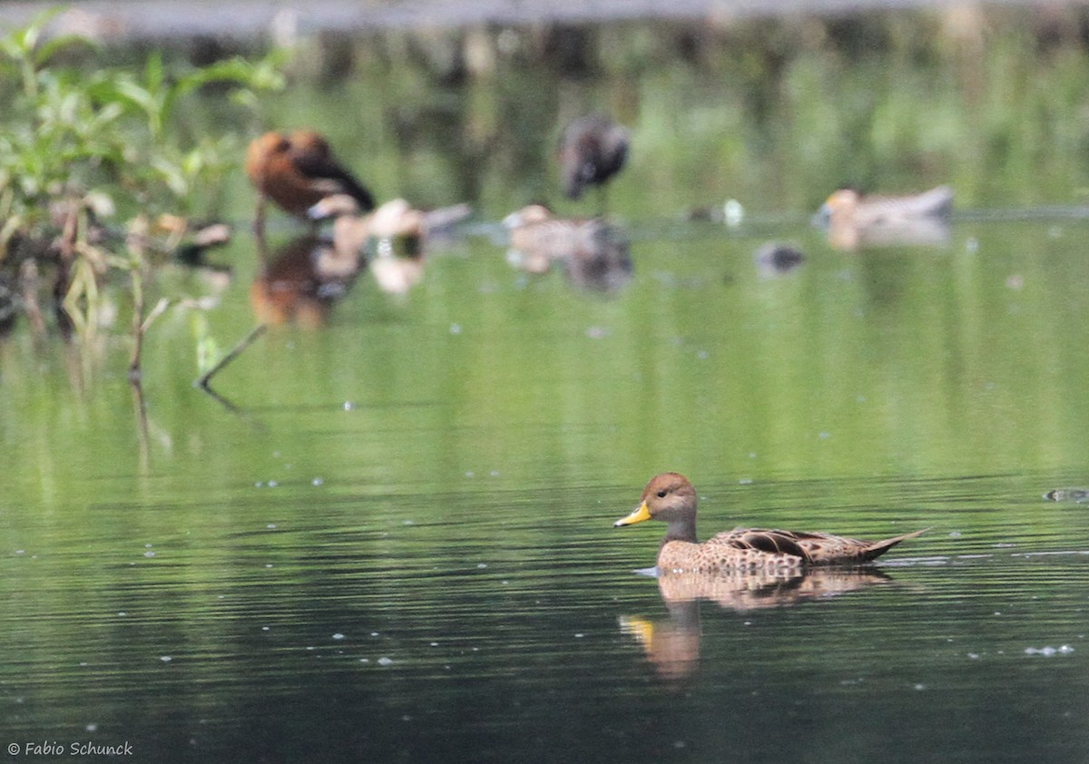 Yellow-billed Pintail - ML646016103