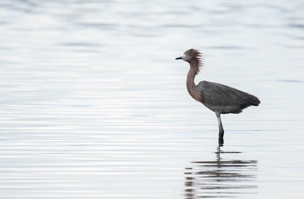 volavka červenavá - ML646016105