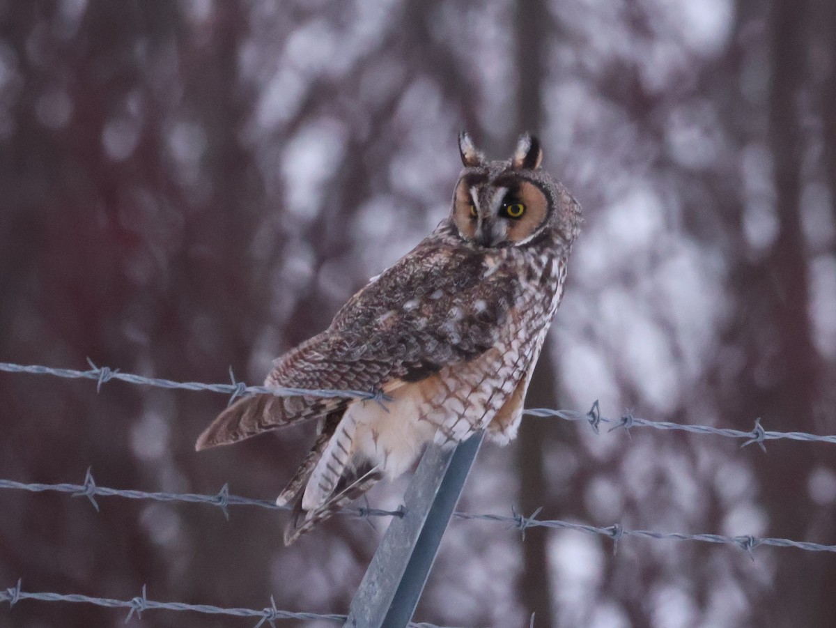 Long-eared Owl (American) - ML646016106