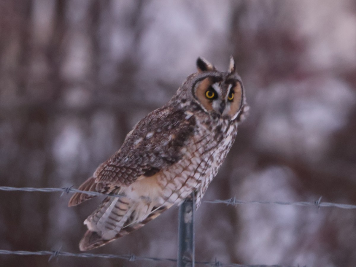 Long-eared Owl (American) - ML646016109