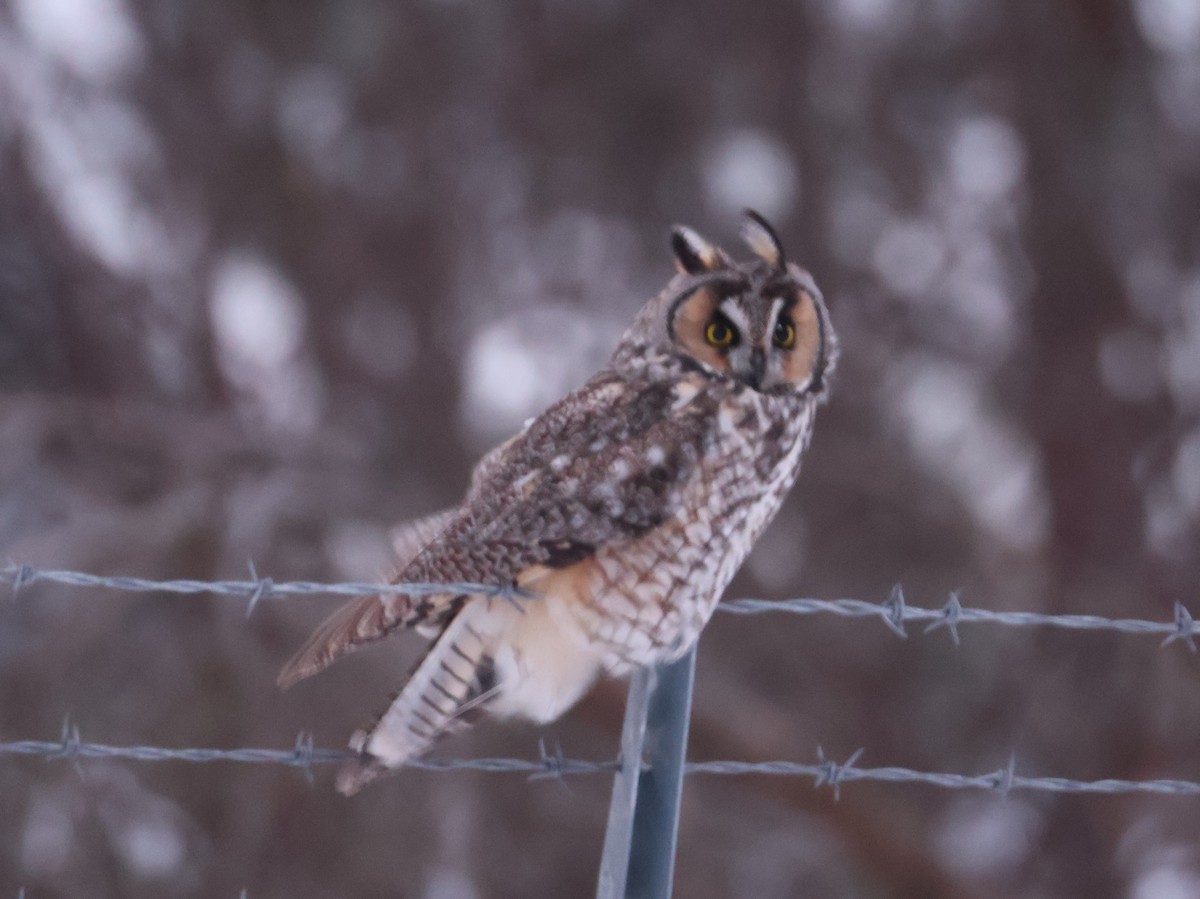 Long-eared Owl (American) - ML646016110