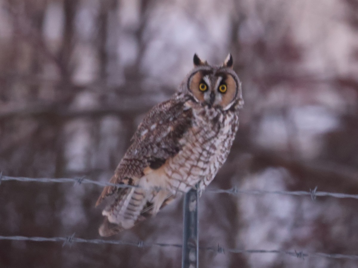 Long-eared Owl (American) - ML646016111