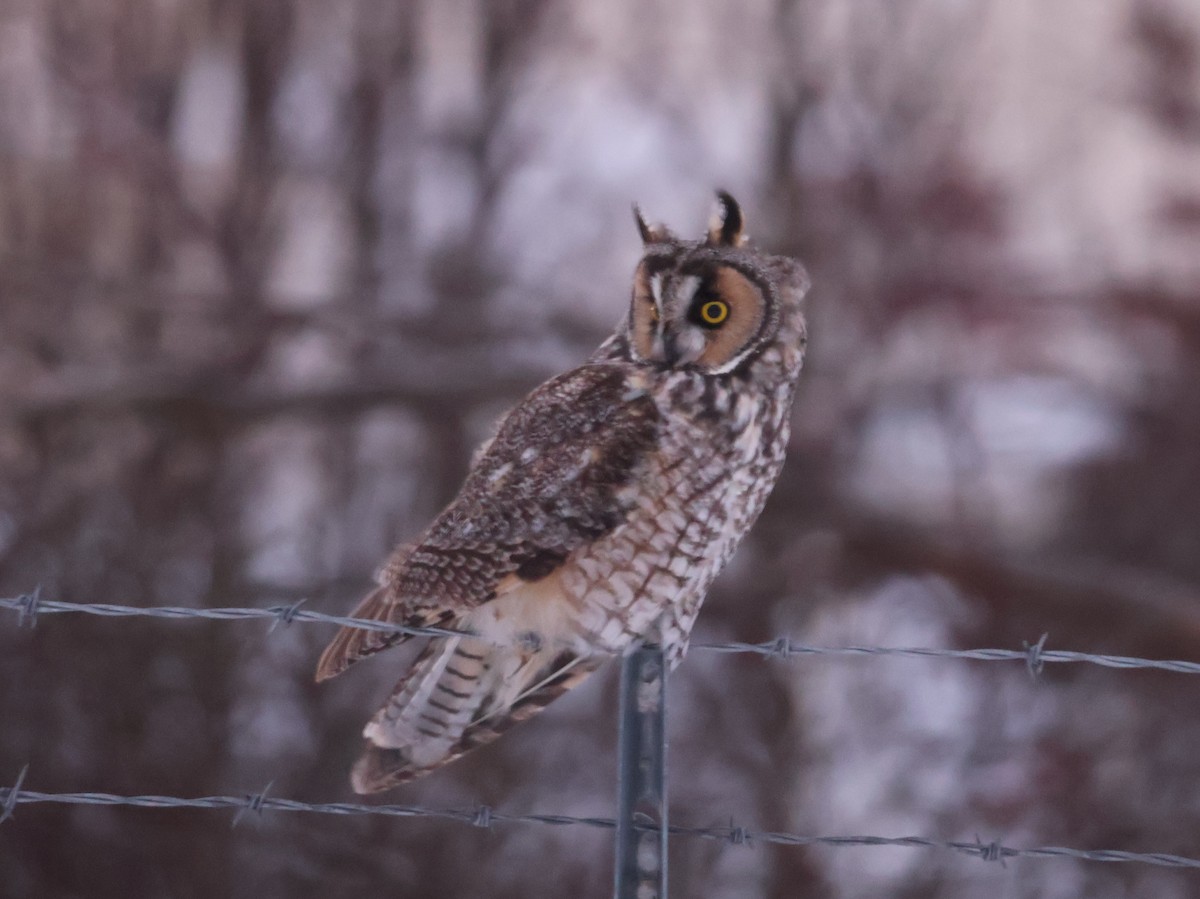 Long-eared Owl (American) - ML646016112