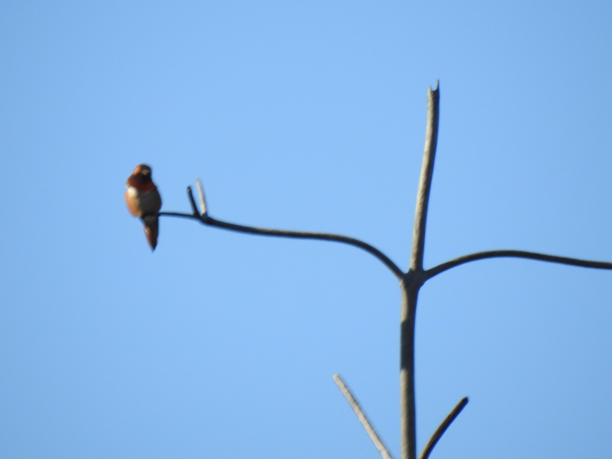 Allen's Hummingbird - ML646016115