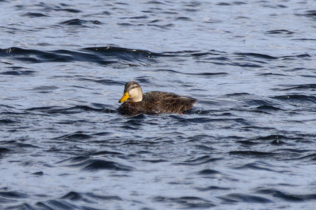 American Black Duck - ML646016126