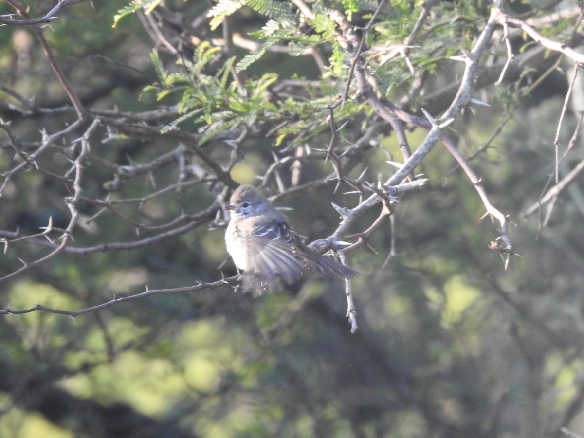 Southern Scrub-Flycatcher - ML646016134