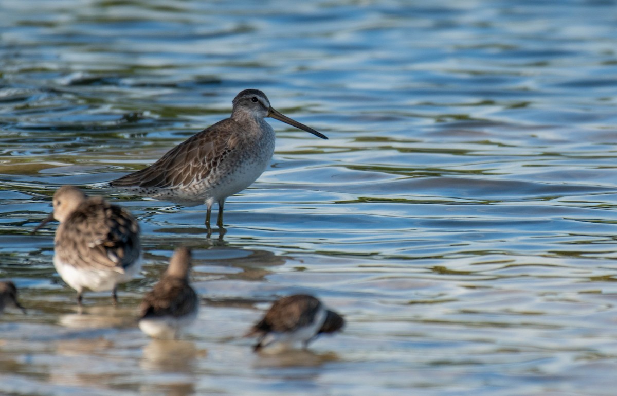 slukovec krátkozobý - ML646016140