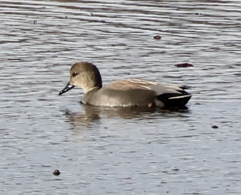 Schnatterente - ML646016141