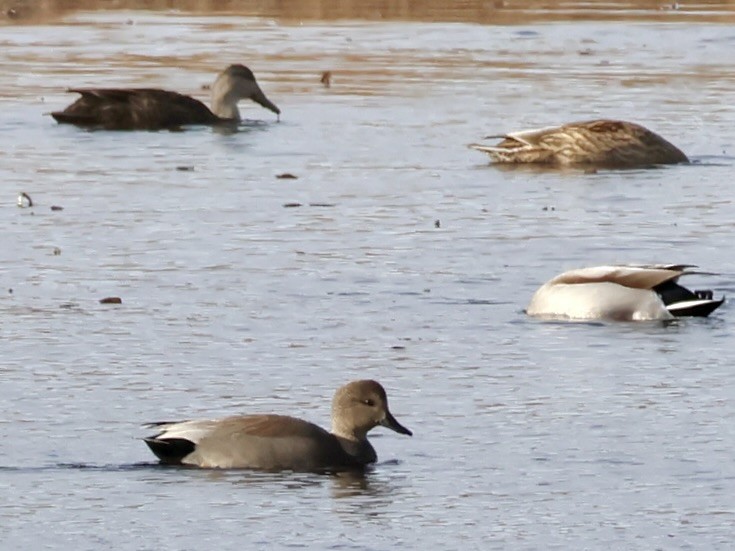 Schnatterente - ML646016142