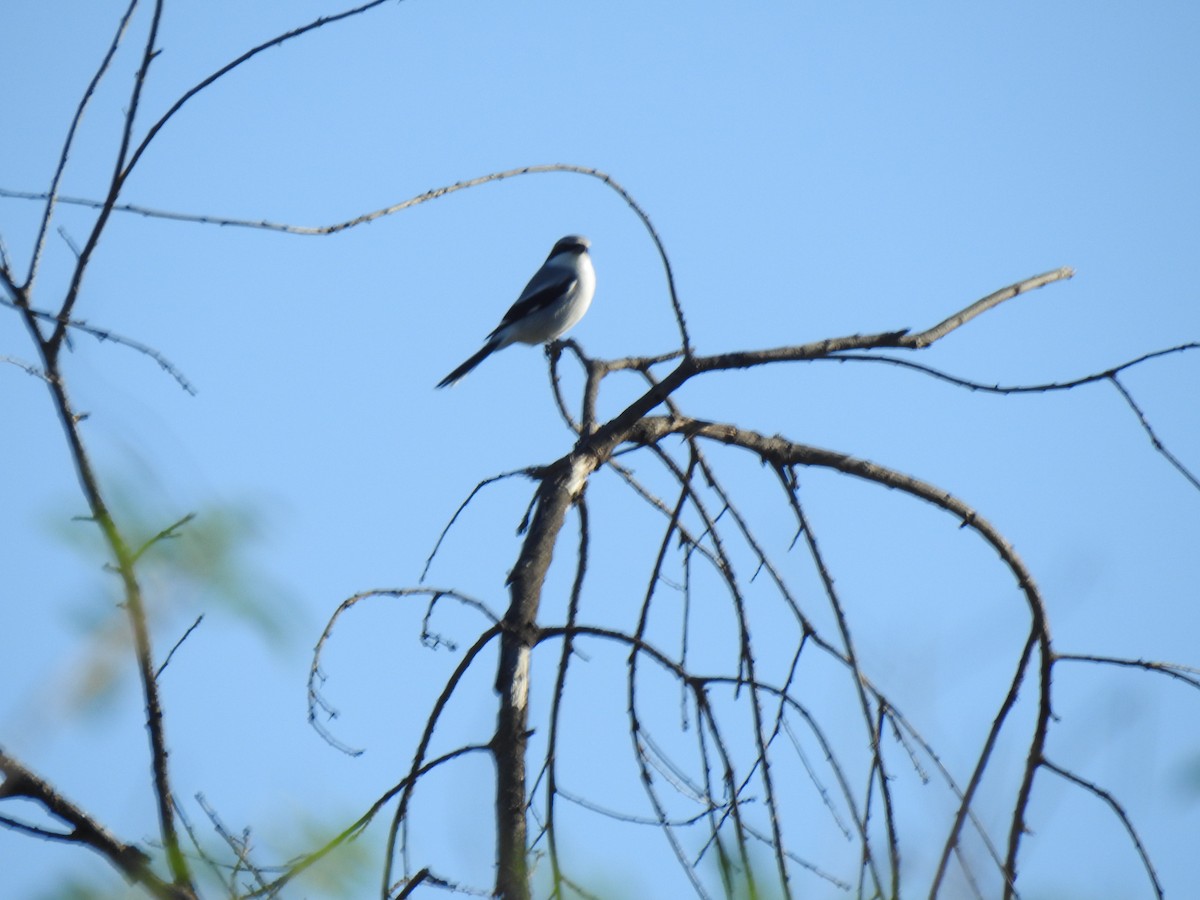 Loggerhead Shrike - ML646016146