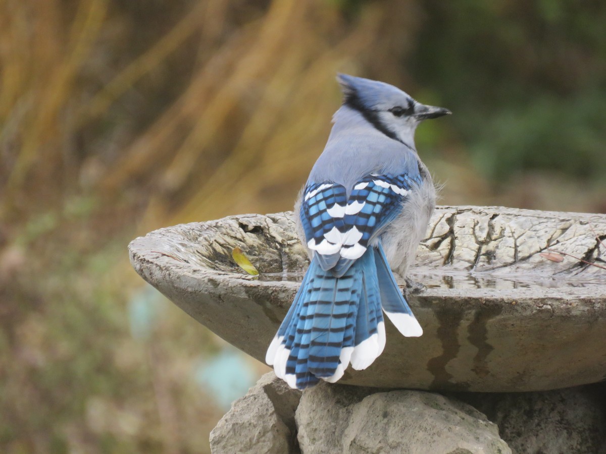 Blue Jay - ML646016147