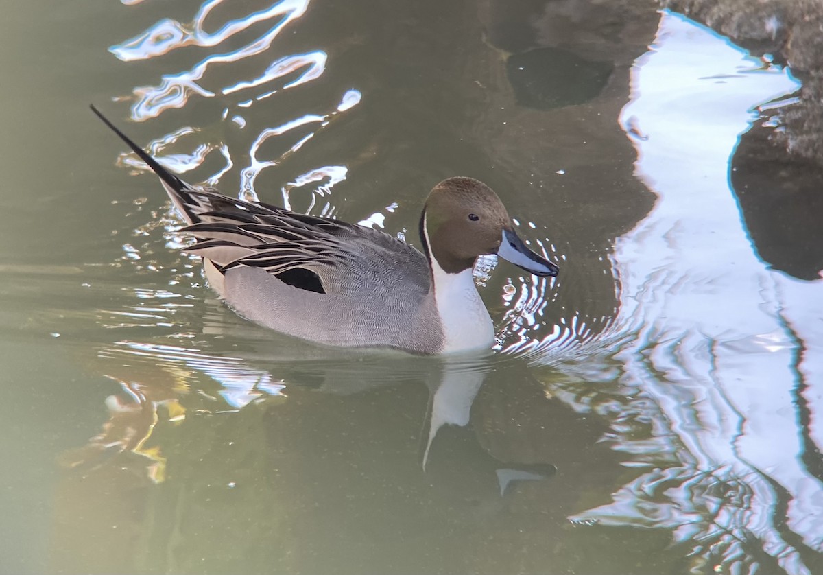 Northern Pintail - ML646016151