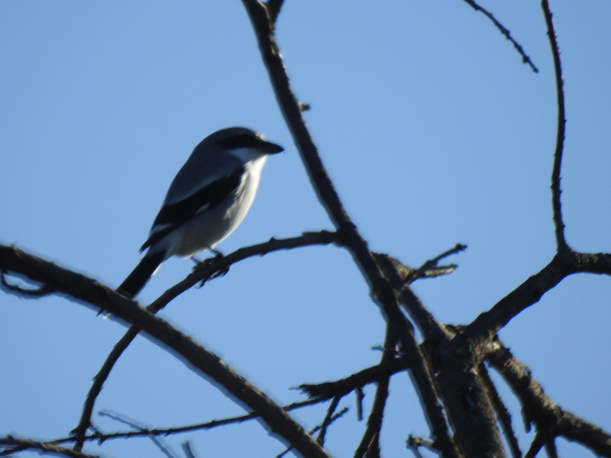 Loggerhead Shrike - ML646016156