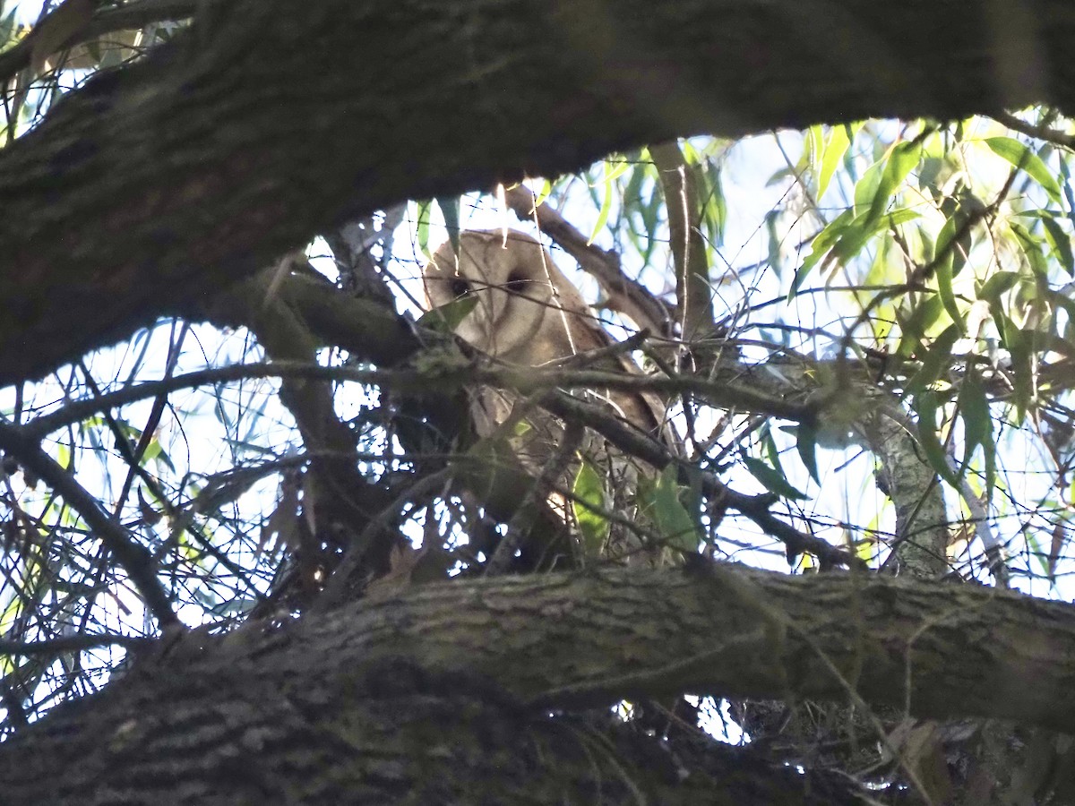 American Barn Owl - ML646016160