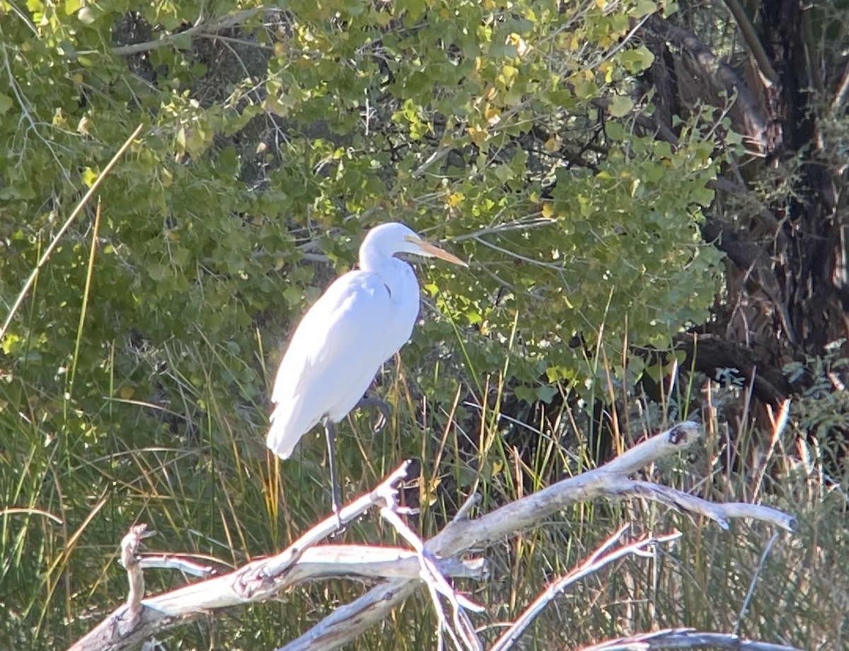Great Egret - ML646016165