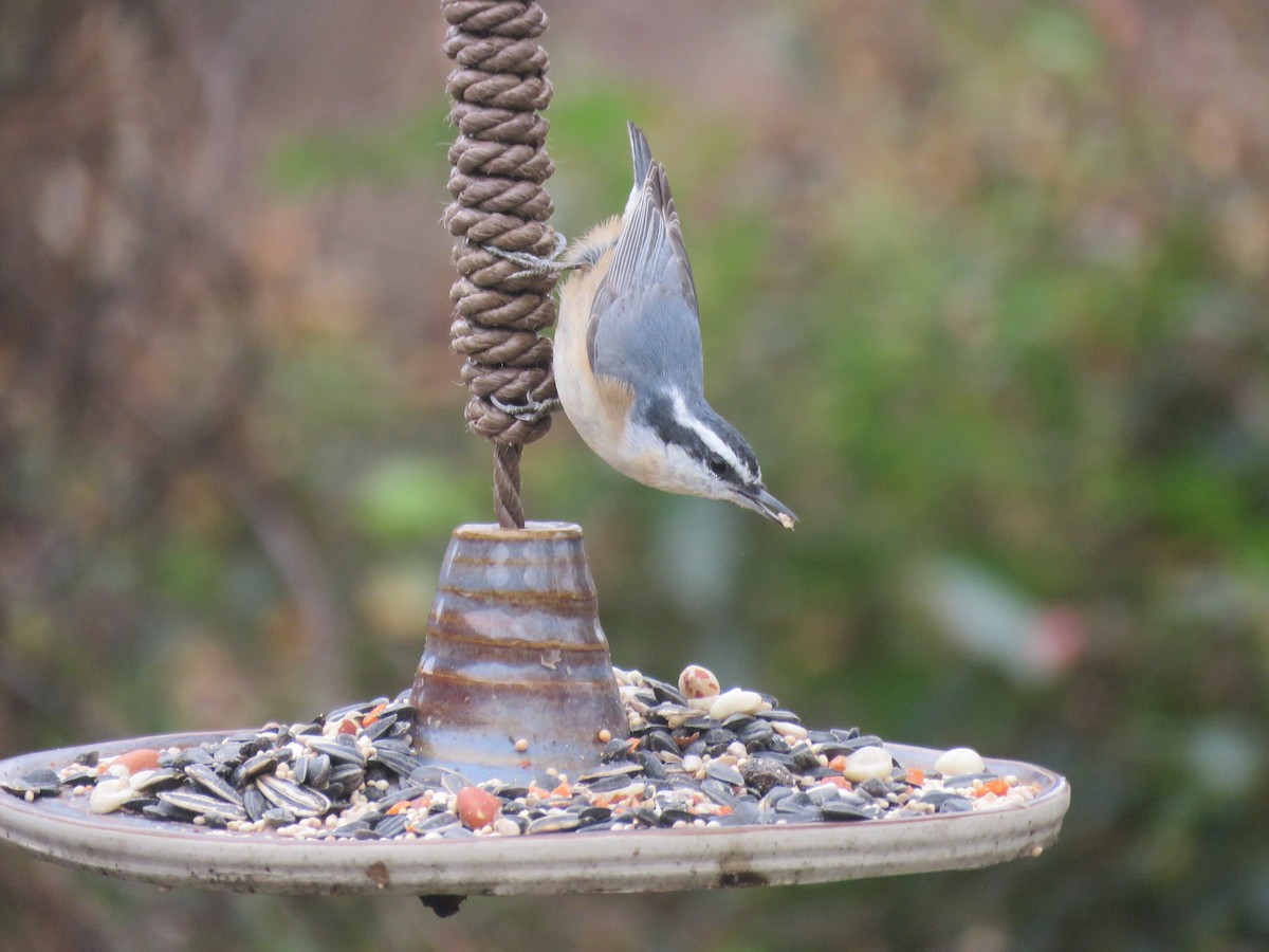 Red-breasted Nuthatch - ML646016166