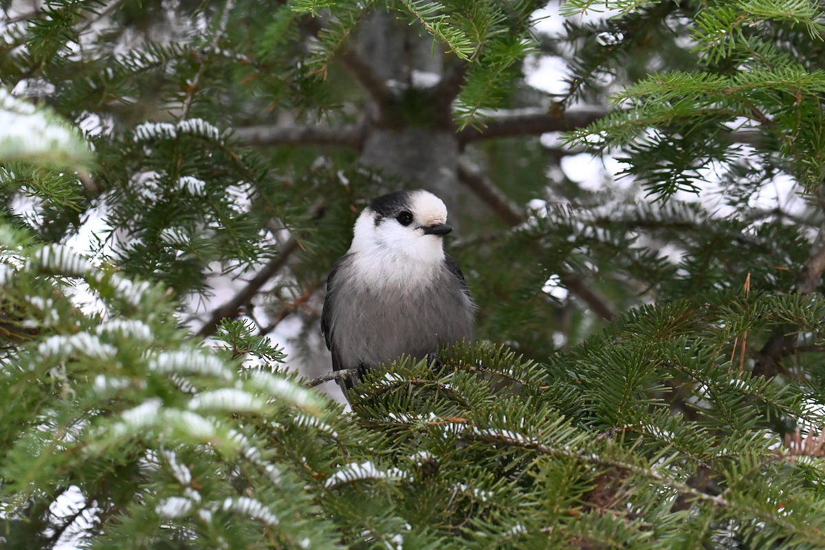 Canada Jay - ML646016170