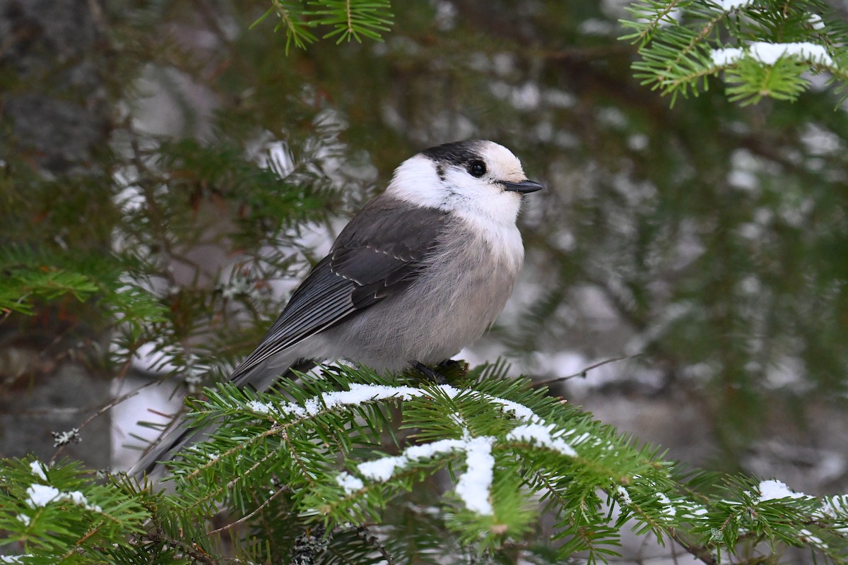 Canada Jay - ML646016174
