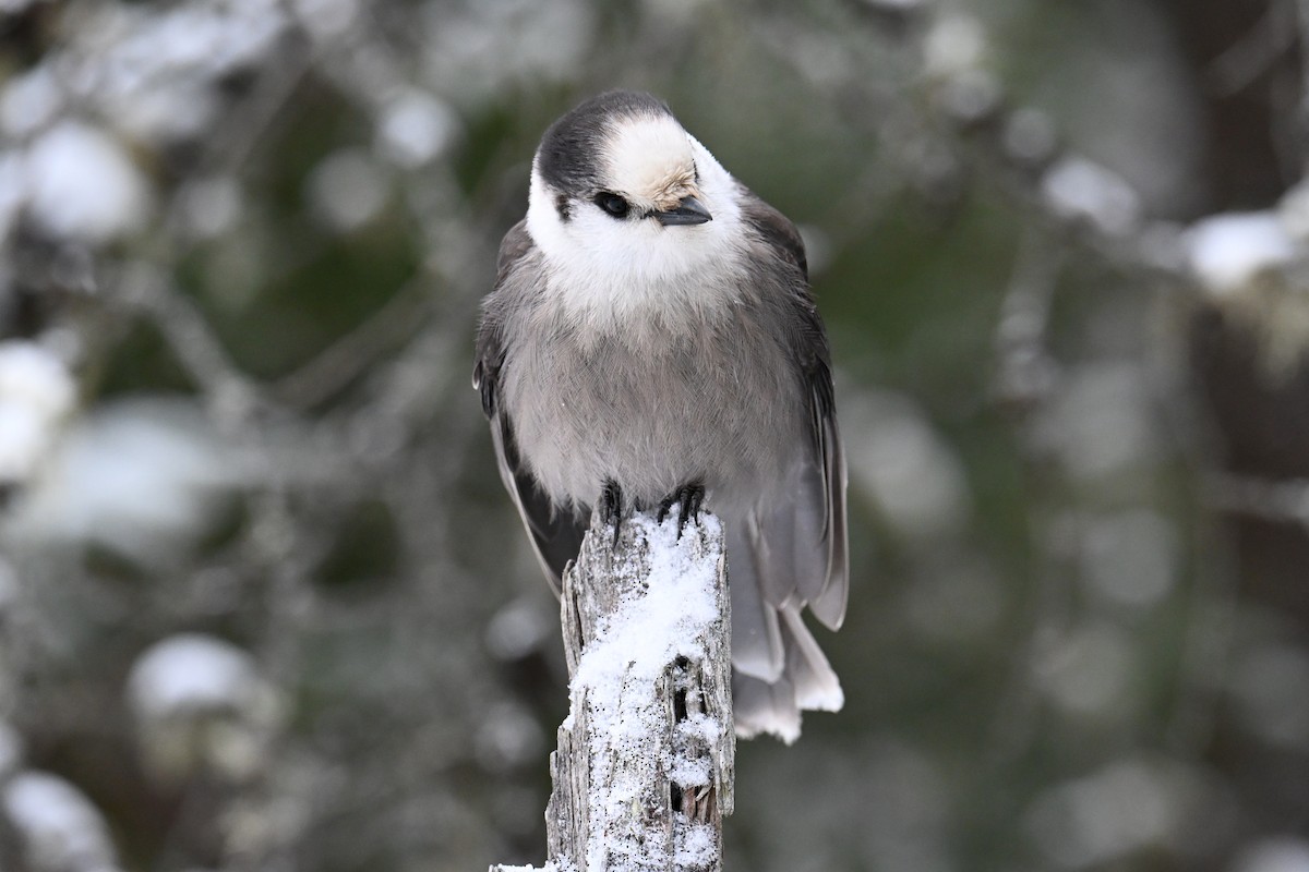 Canada Jay - ML646016179