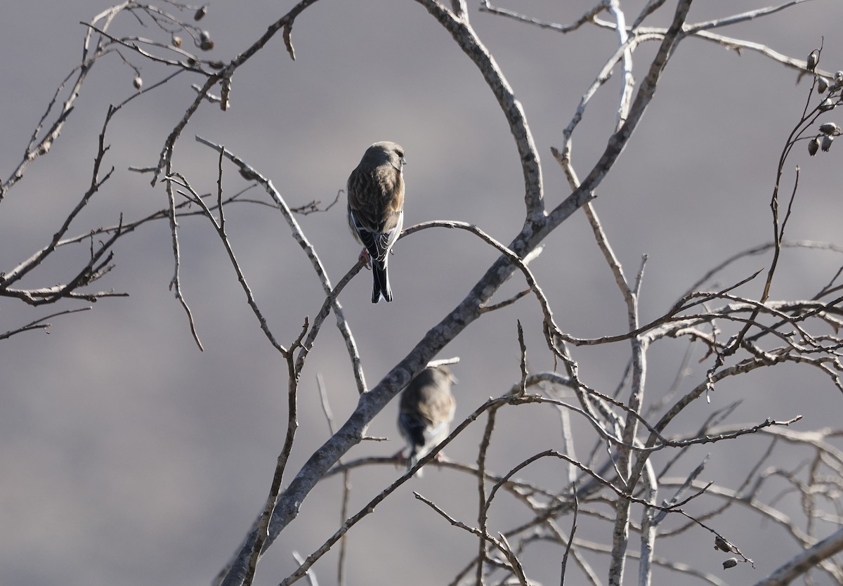 Eurasian Linnet - ML646016180