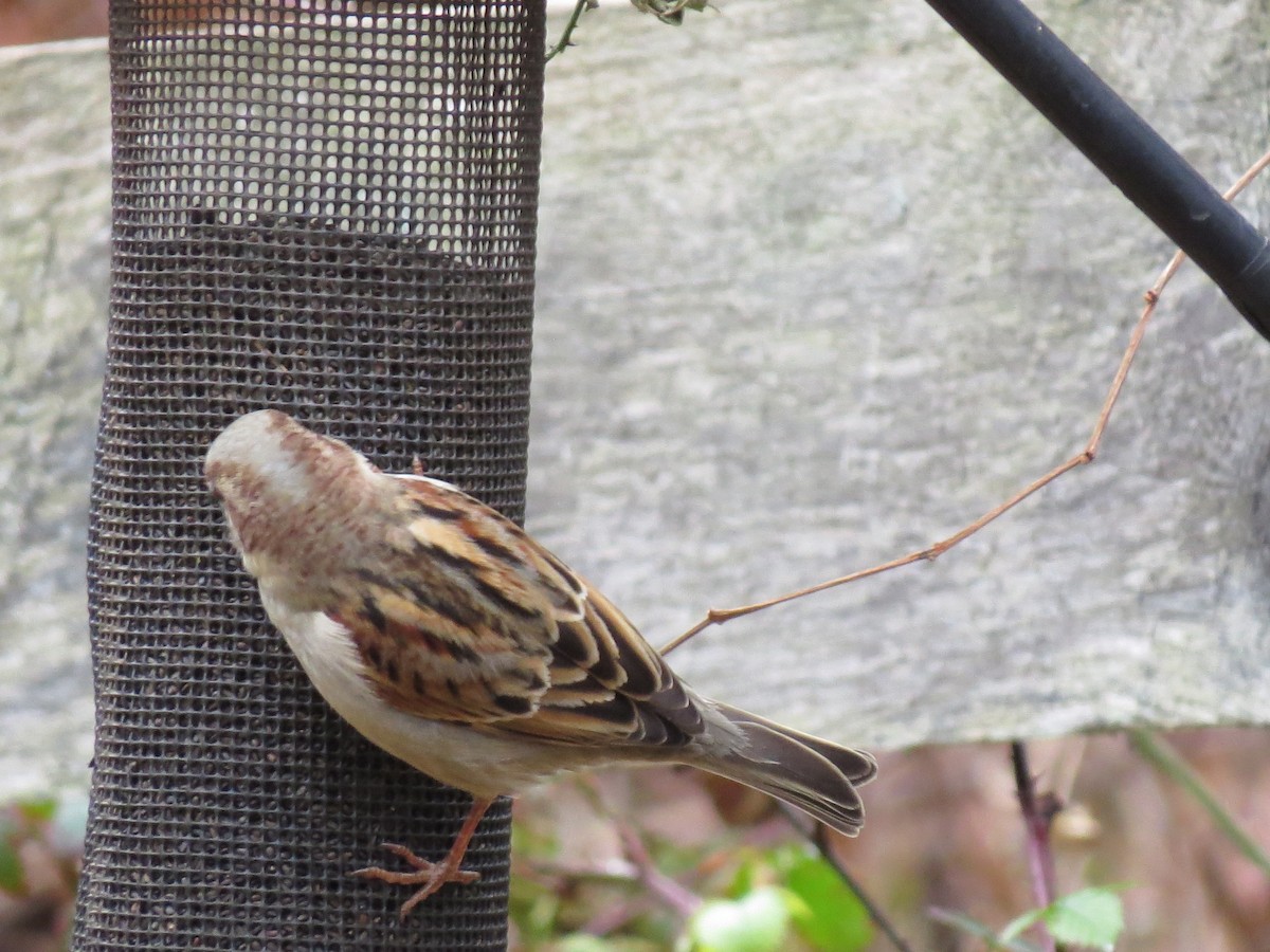 House Sparrow - ML646016184