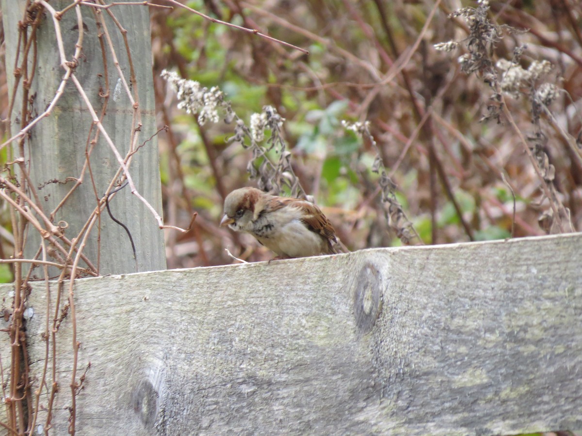 House Sparrow - ML646016185