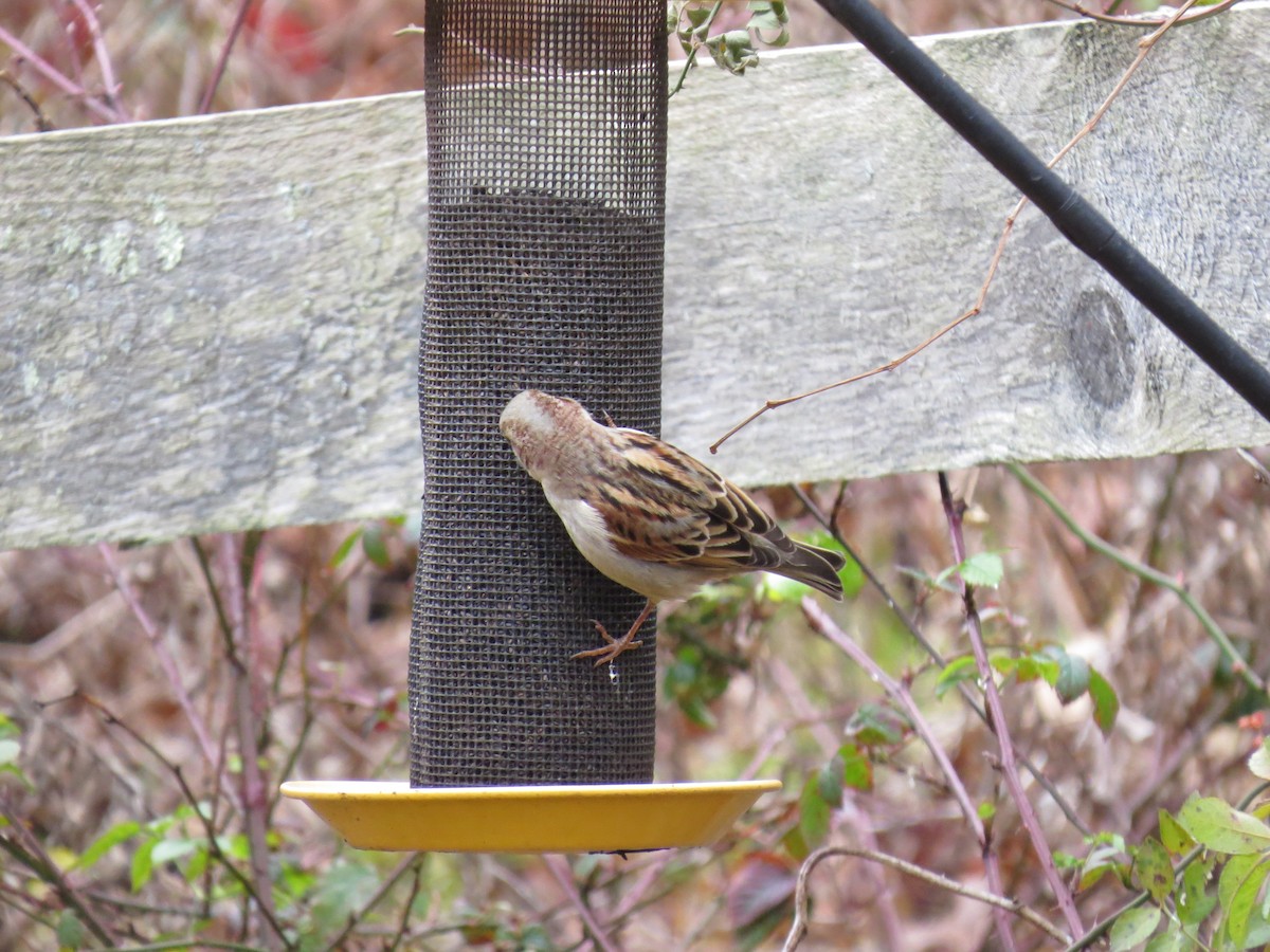 House Sparrow - ML646016186