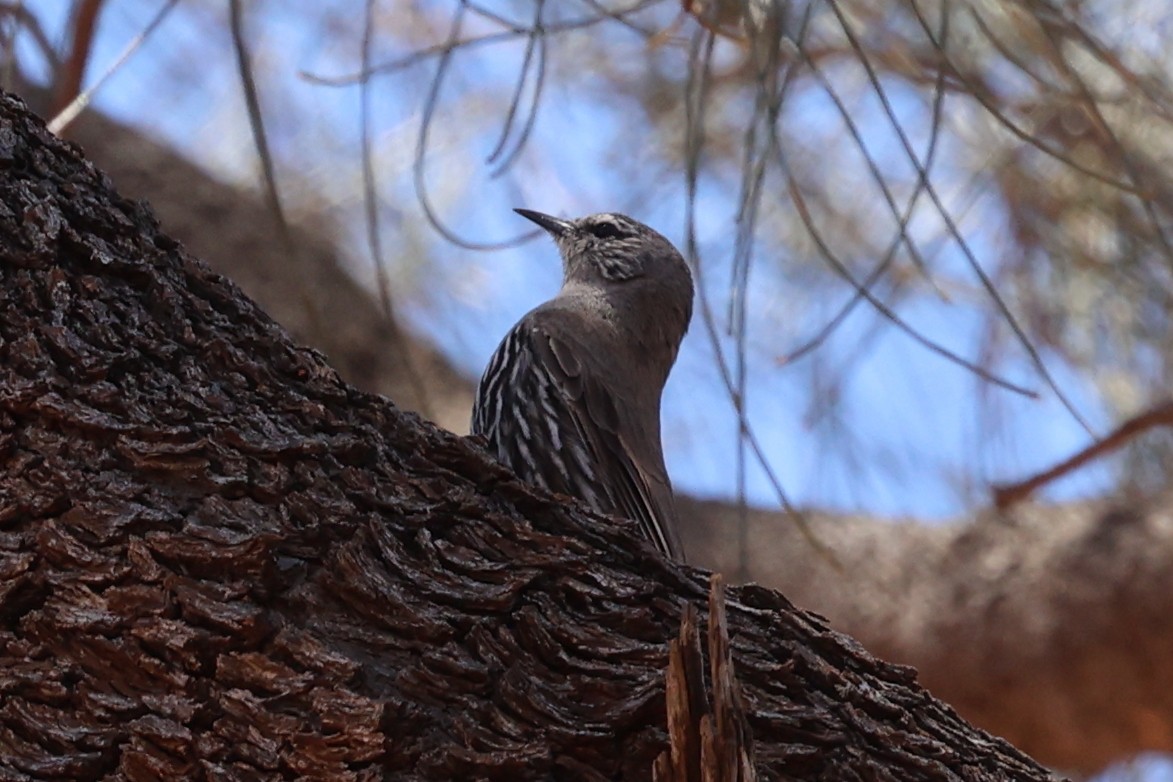 Weißbrauen-Baumrutscher - ML646016187