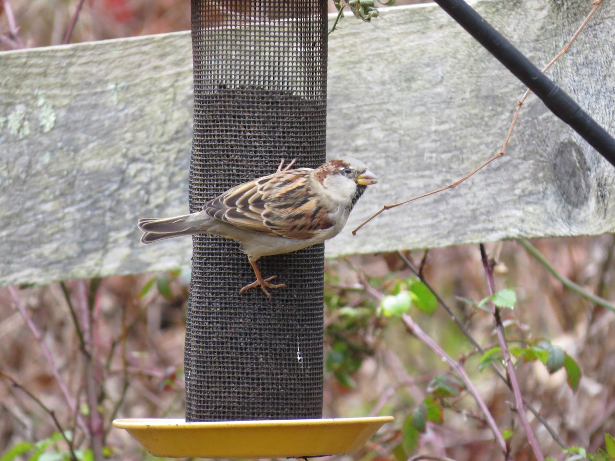 House Sparrow - ML646016188