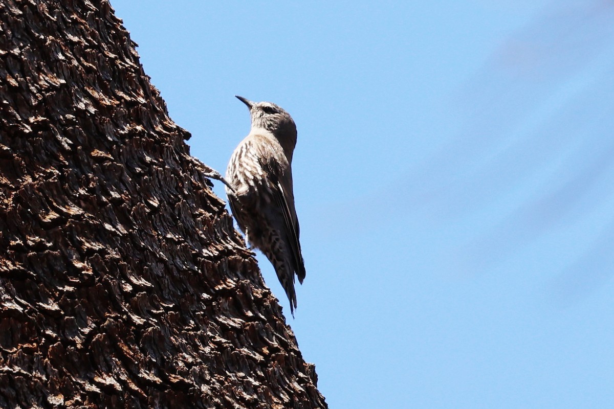 Weißbrauen-Baumrutscher - ML646016189