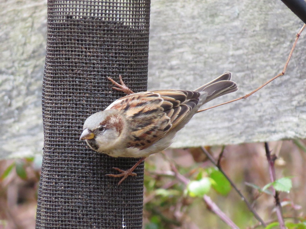 House Sparrow - ML646016190